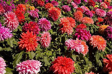 《动物园之星》3月26日登陆主机 售价49.99美元