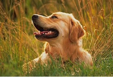 《无主之地4》Steam商店页上线 自带简体中文和中文配音