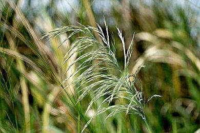 《侍魂：晓》DLC角色梅喧（罪恶装备）公布